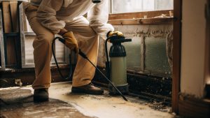 Visual comparison showing mold remediation vs removal and available mold treatment options for residential homes