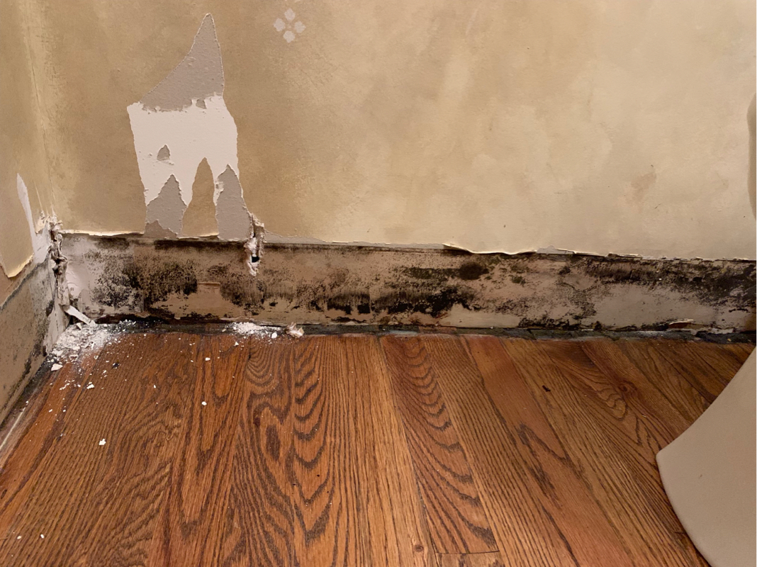 mold growth