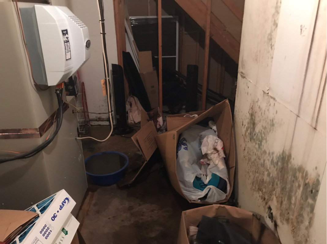 mold growth