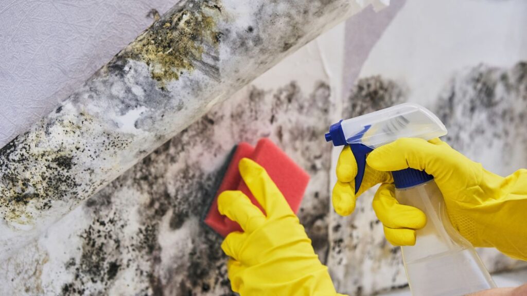 mold cleanup