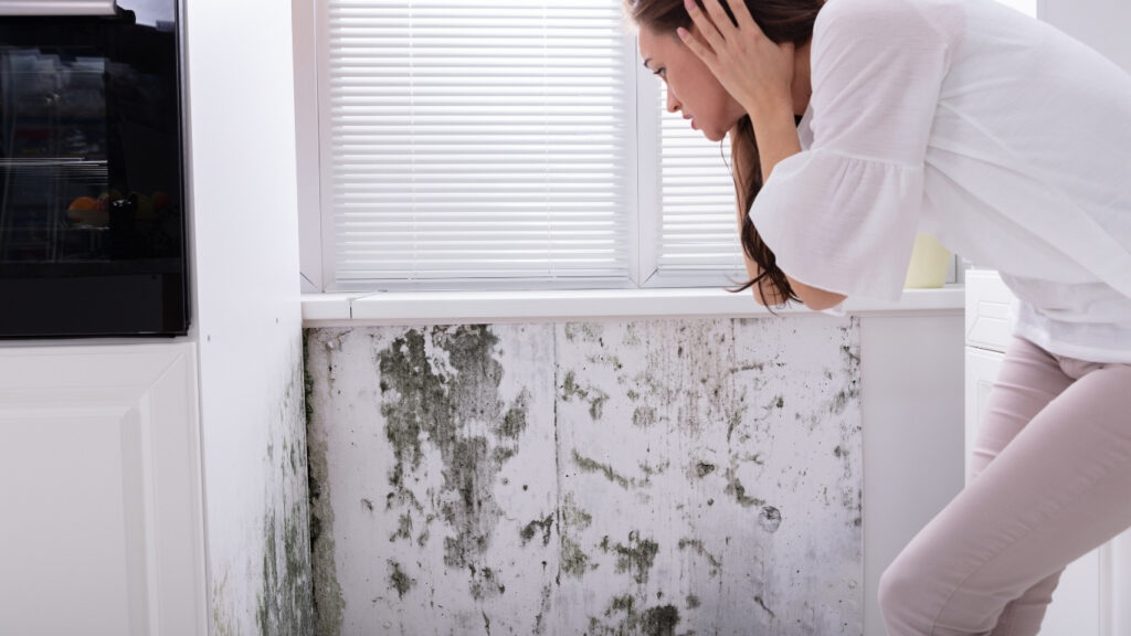 diy mold remediation