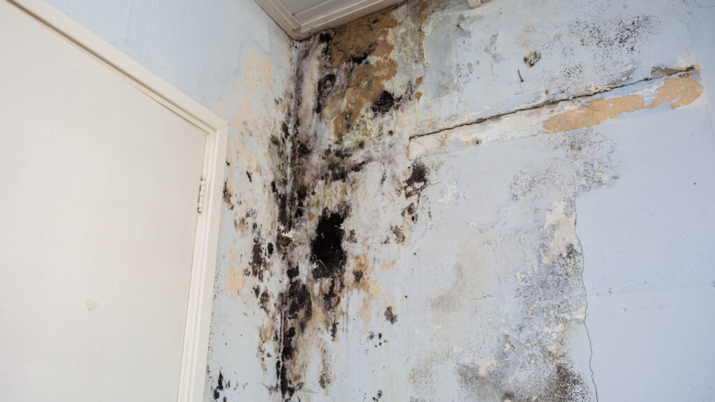 mold after water damage
