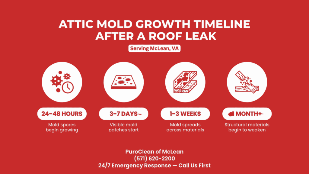 Infographic showing attic mold growth timeline after a roof leak, from 24–48 hours to one month, for McLean VA homeowners.