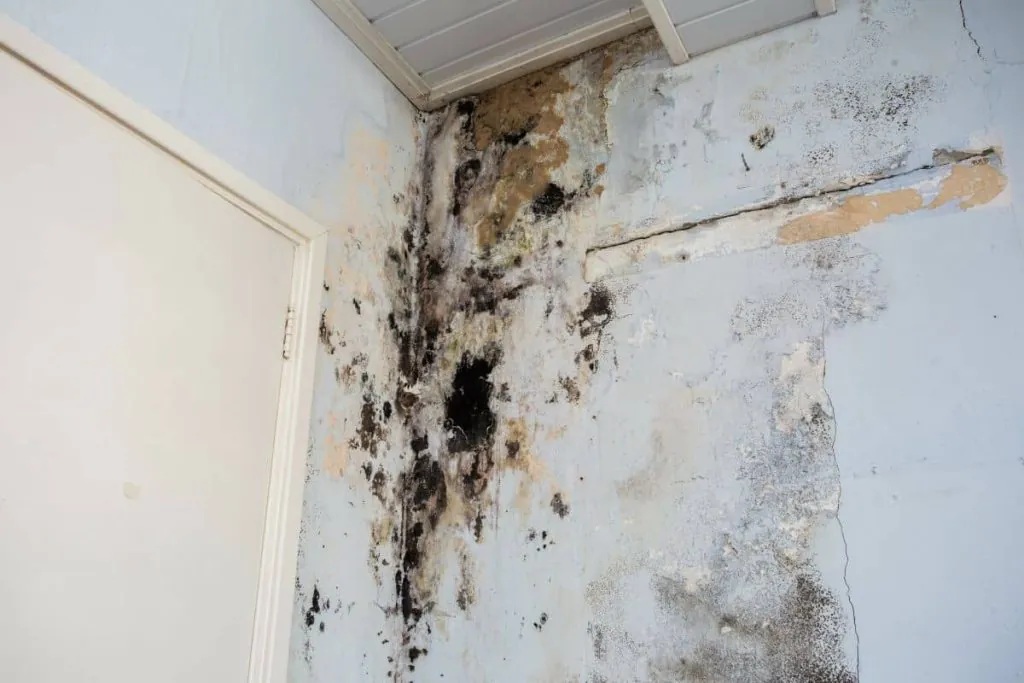 Black Mold in Melbourne