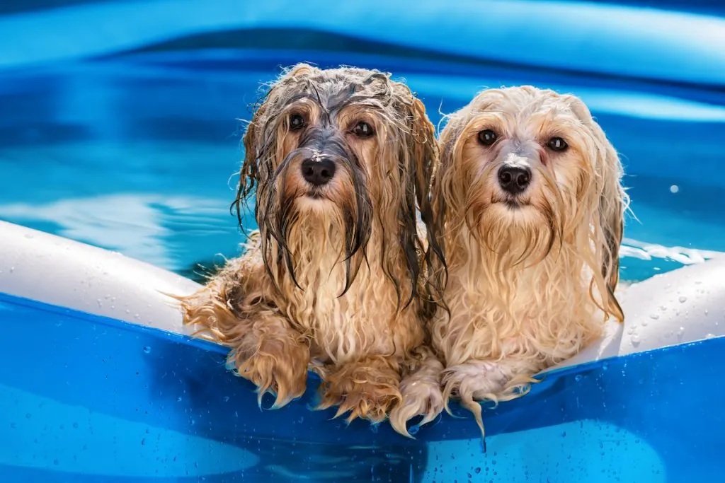 Beat the Heat (and the Stink): Eliminating Pet Odors in Your Melbourne, FL Home in 2025