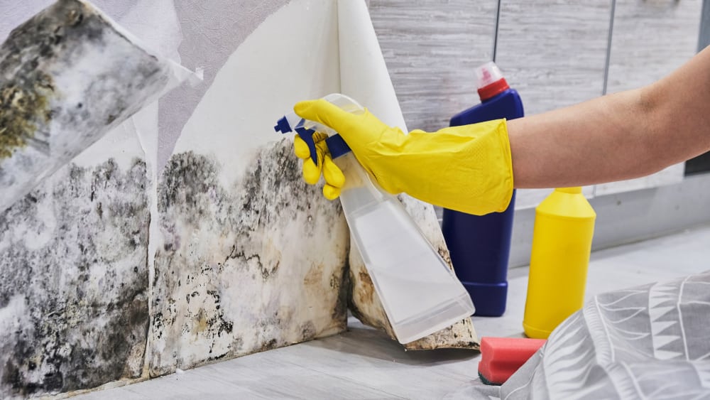 Don't Let the Spores Settle: Why DIY Mold Removal in Your Melbourne Home is a Risk You Can't Afford in 2025
