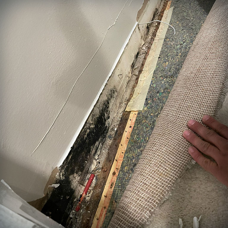 Mold Removal and Remediation in Brevard County: Your Complete Guide to a Healthier Home