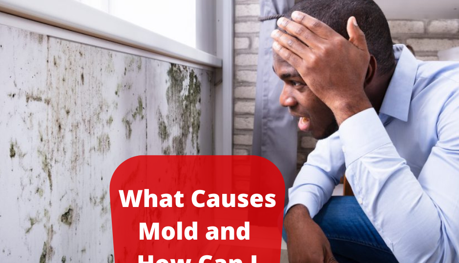 What Causes Mold and How Can I Stop It? PuroClean of Melbourne