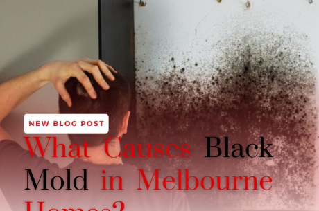 What Causes Black Mold in Melbourne Homes?