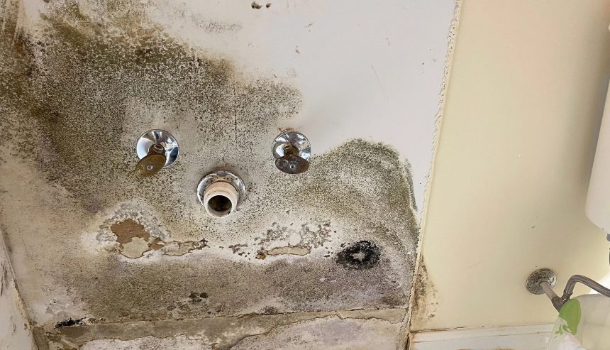 How Fast Does Mold Grow After a Water Leak in Melbourne, Florida Area?