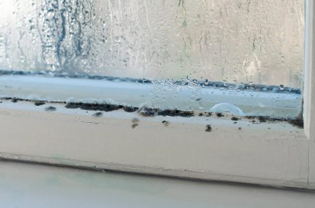 How to Prevent Mold Growth & Protect Your Health in Your Florida Home This 2025 Winter