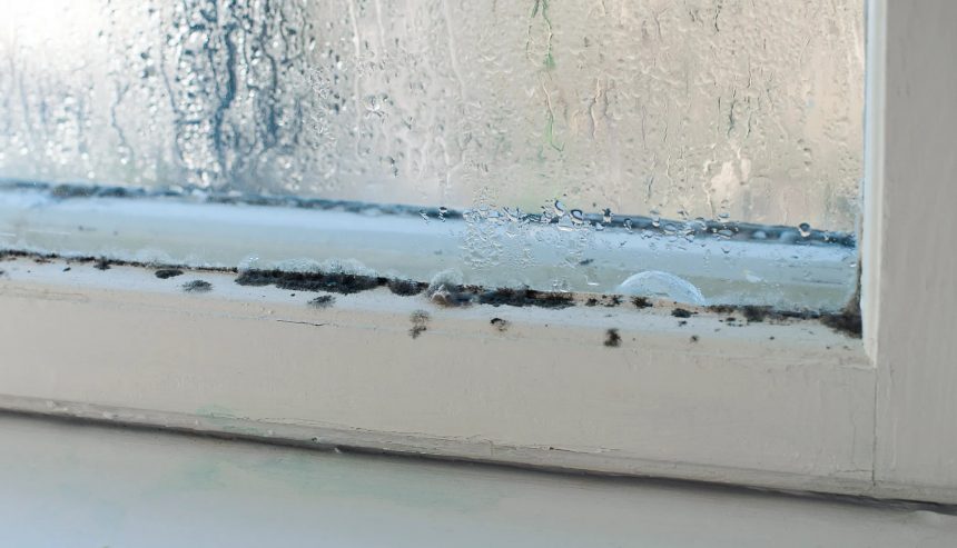 How to Prevent Mold Growth & Protect Your Health in Your Florida Home This 2025 Winter