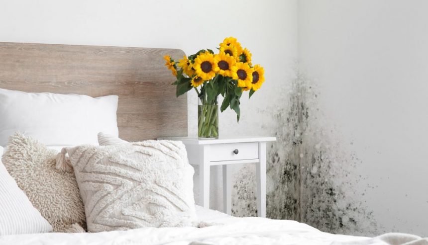 When Is Mold Season? Understanding Mold Growth Timing in Melbourne Florida