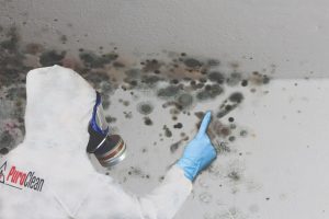 The Air You Breathe in Melbourne: How Airborne Mold Affects Air Quality Melbourne, FL