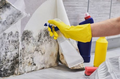 Don't Let the Spores Settle: Why DIY Mold Removal in Your Melbourne Home is a Risk You Can't Afford in 2025