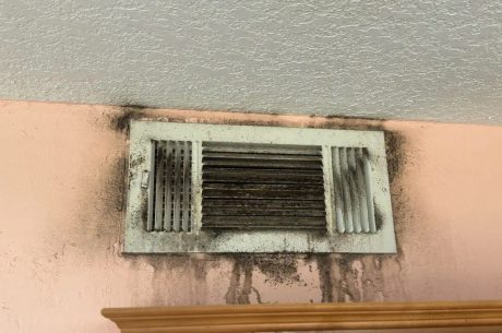 Mold Removal and Remediation in Brevard County: Your Complete Guide to a Healthier Home