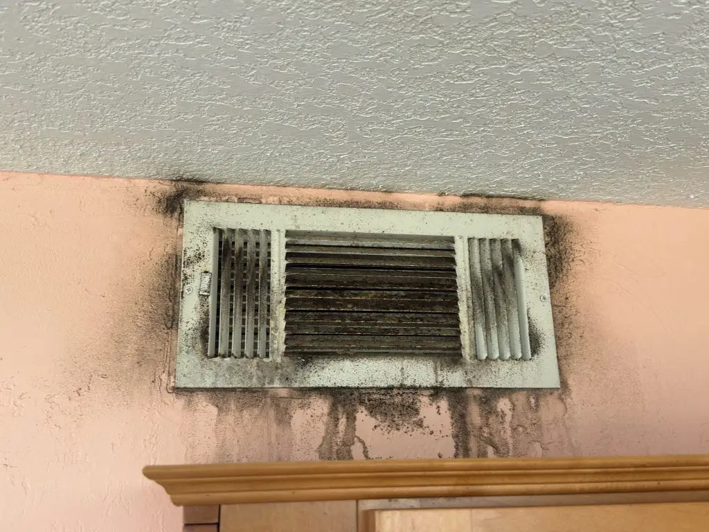 Mold Removal and Remediation in Brevard County: Your Complete Guide to a Healthier Home