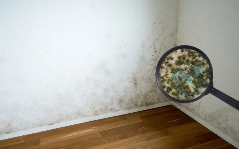 That Musty Mildew Smell in Your Melbourne House: What It Means and How to Eliminate It