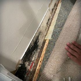 Mold Removal and Remediation in Brevard County: Your Complete Guide to a Healthier Home