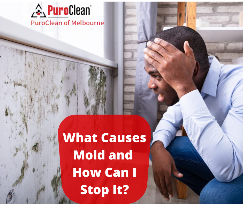 What Causes Mold and How Can I Stop It?