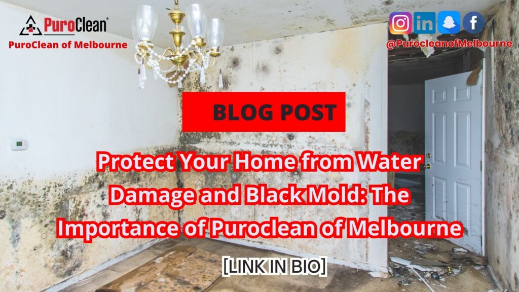 Protect Your Home from Water Damage and Black Mold: The Importance of Puroclean of Melbourne