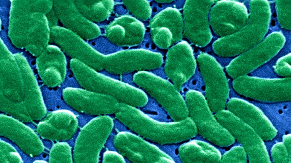 'Flesh-Eating' Bacteria Rises To Record Levels After Florida Hurricanes