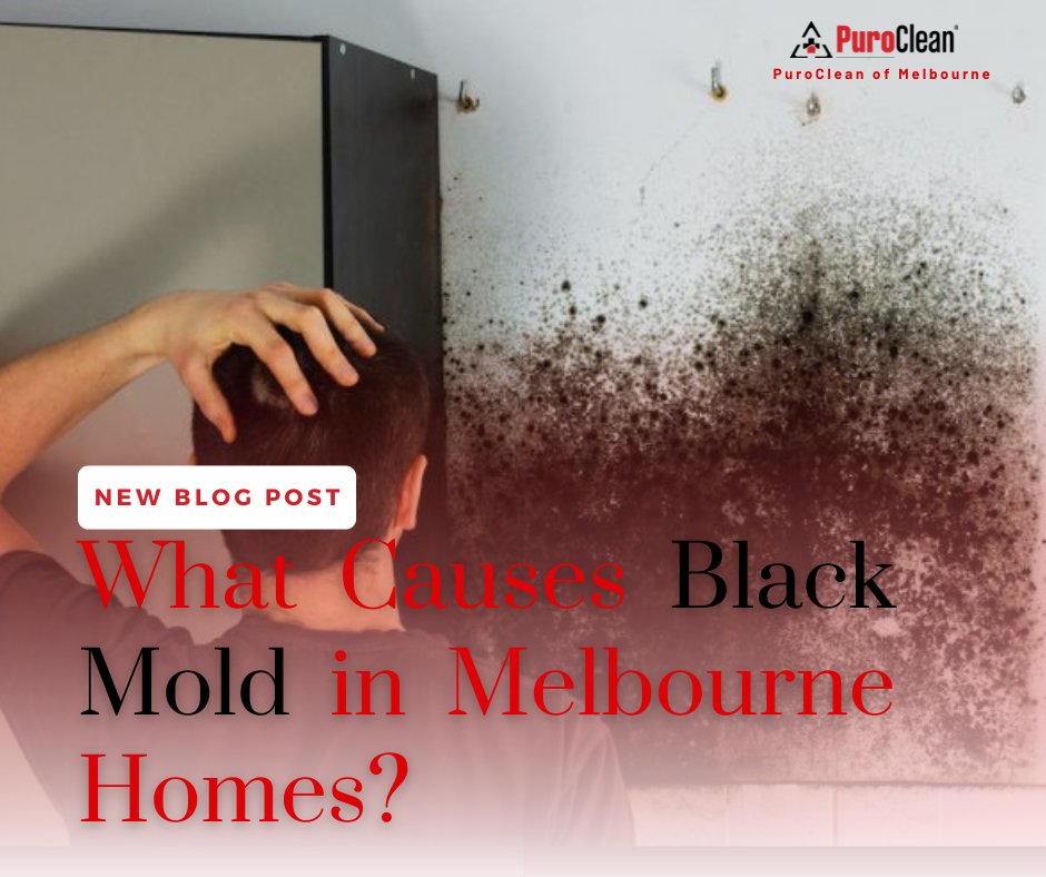 What Causes Black Mold in Melbourne Homes?