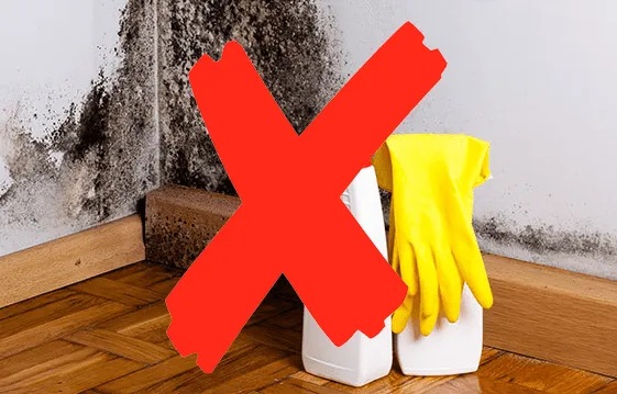 Mold Removal and Remediation in Brevard County: Your Complete Guide to a Healthier Home