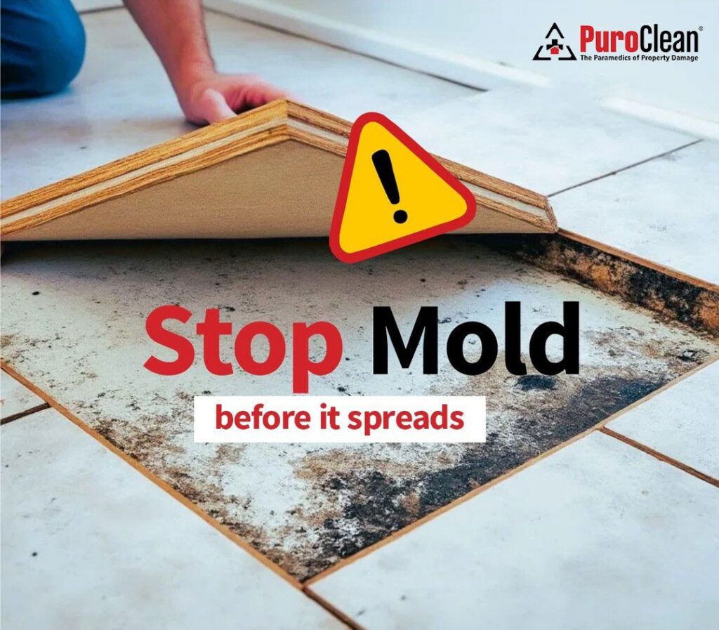 A hand lifts a floor tile, revealing widespread black mold growth and a warning symbol. TITLE