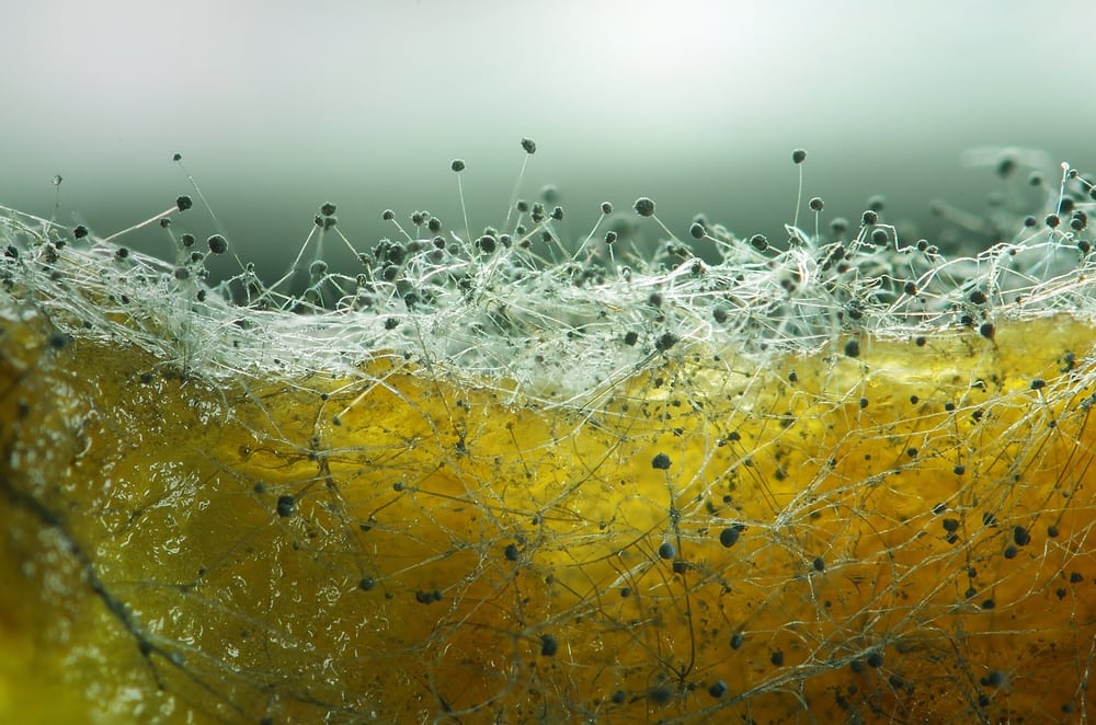 facts about mold