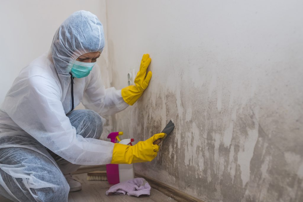 mold inspections
