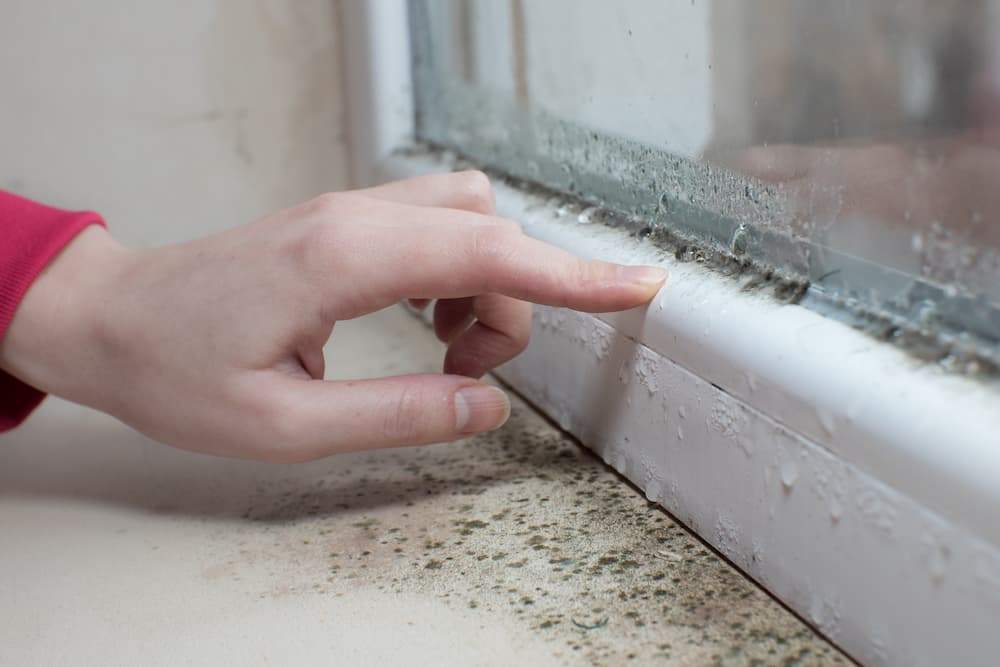 Household Mold