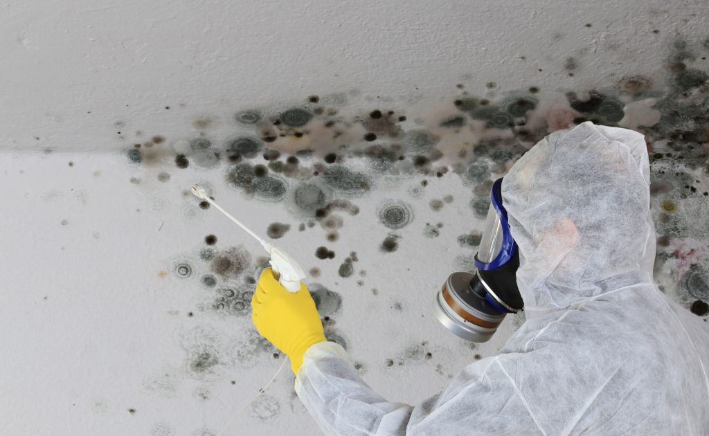 Will Mold Die Without Moisture?