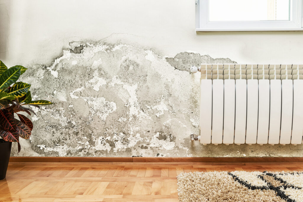 mold removal in Doral