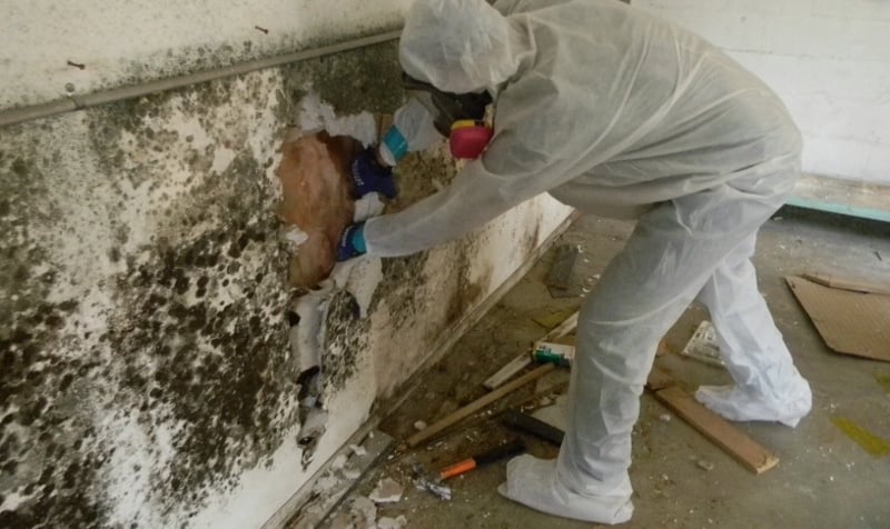 Mold cleaning services