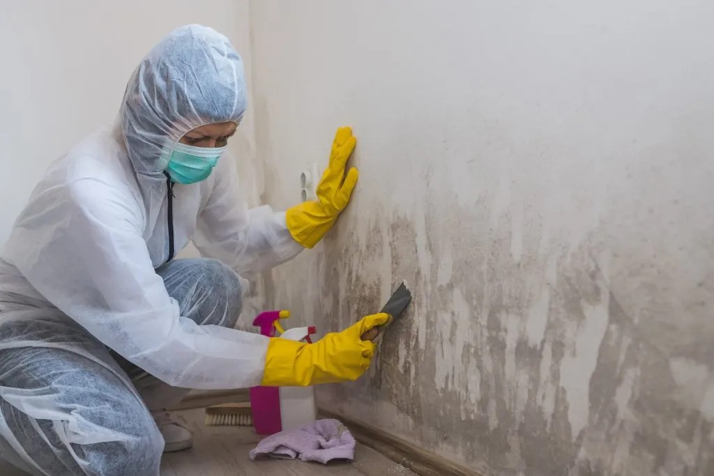 Mold remediation experts in coral gables
