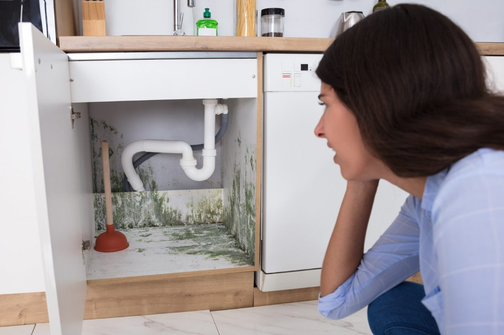 Mold in Cabinets under sink