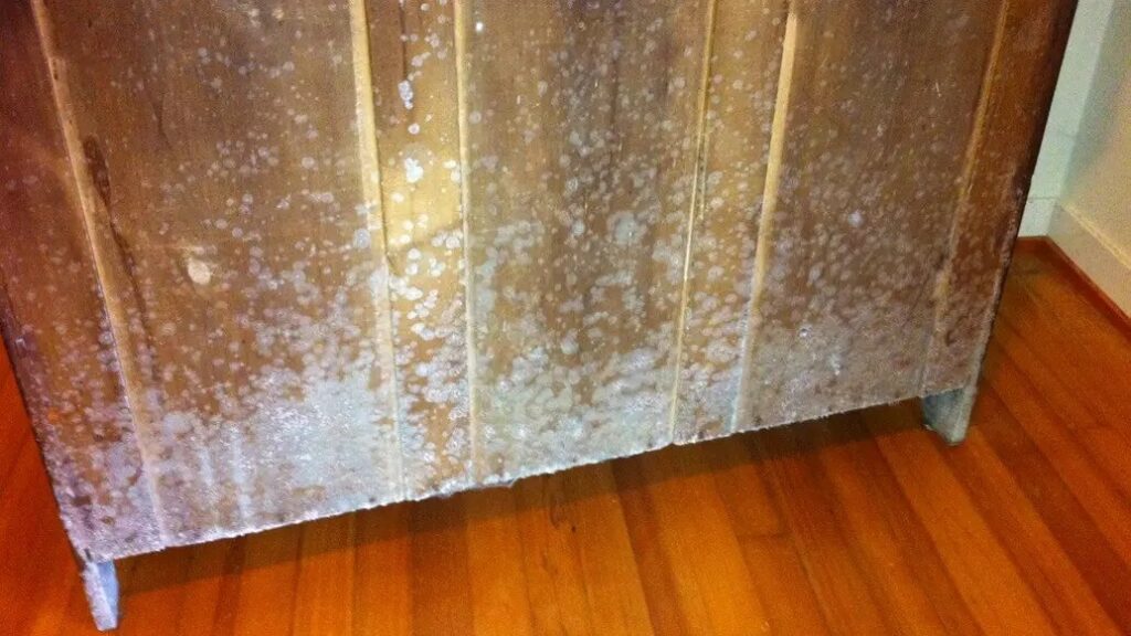 Mold removal from furniture