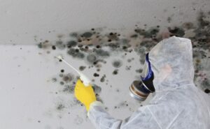 Will Mold Die Without Moisture?