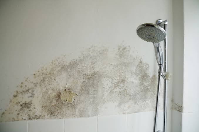 Mold From Water Leak
