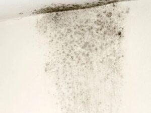 Black Spots on Your Wall: 7 Warning Signs You Should Never Ignore