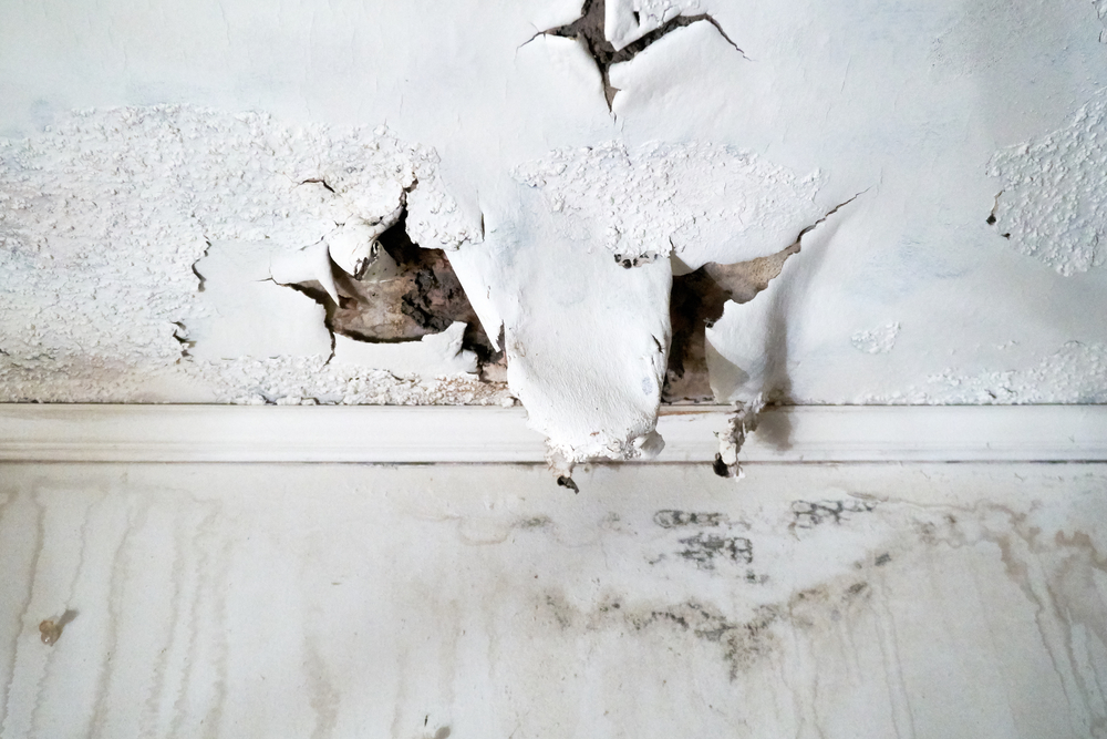 How fast is mold growth after flood?