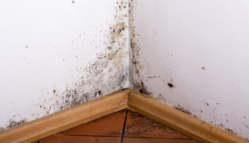 How to Get Rid of Black Mold