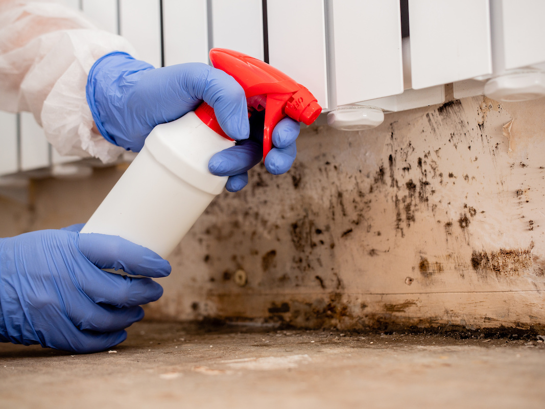 mildew removal in coral gables