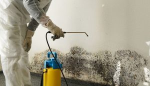 mold damage removal