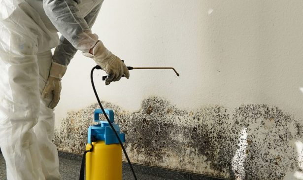 Mold Removal in Doral: Choosing the Right Company for the Job