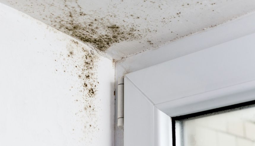 Mold Removal Quote