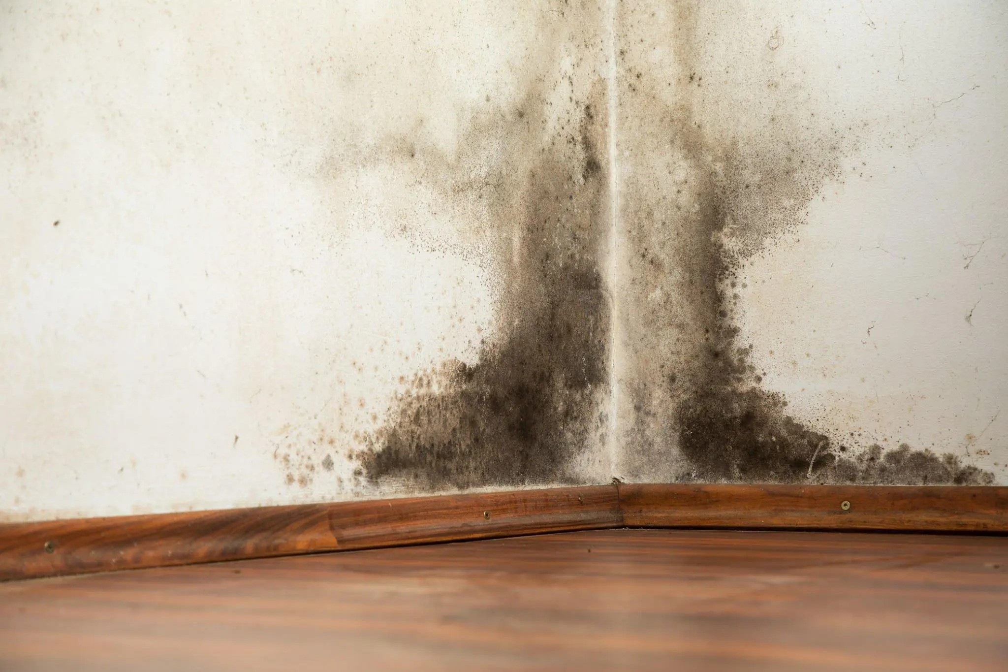 The Health Risks of Mildew: Why Prompt Removal is Essential