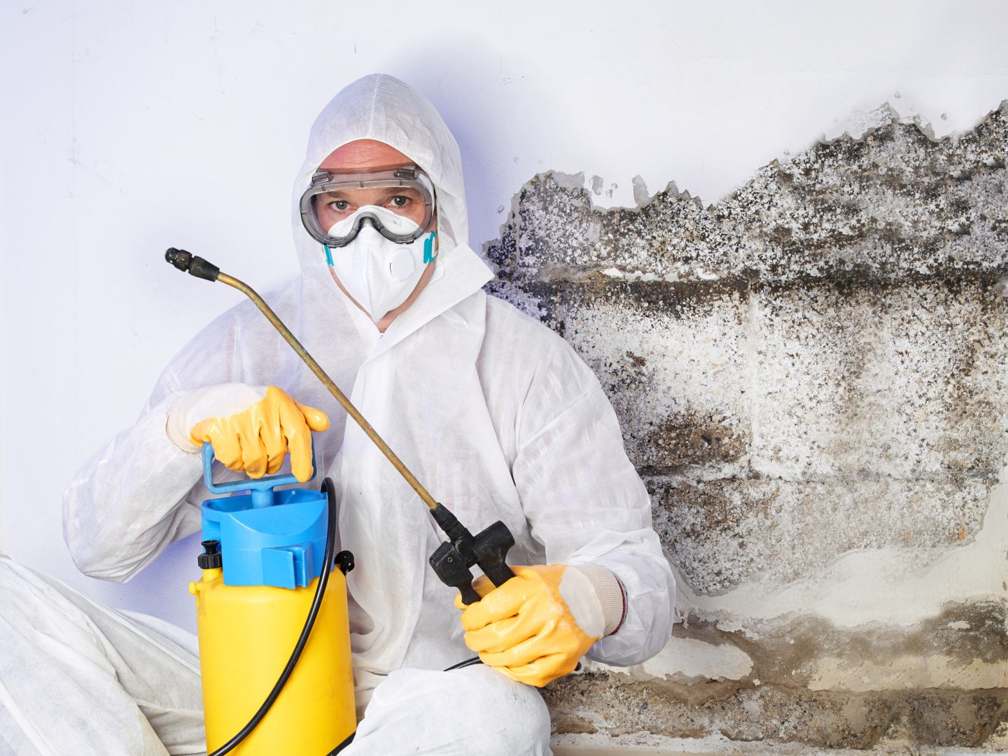 Black Mold Removal Service