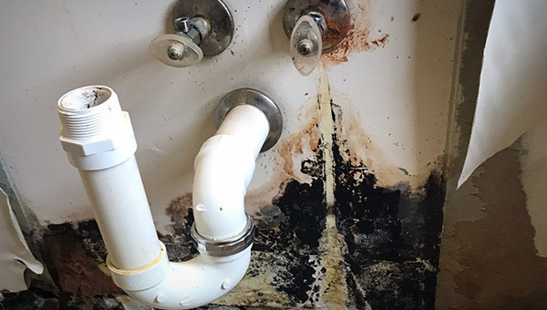 Mold in Cabinets under sink